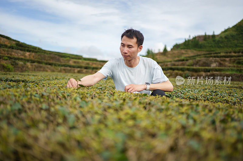 观看茶叶种植的男子