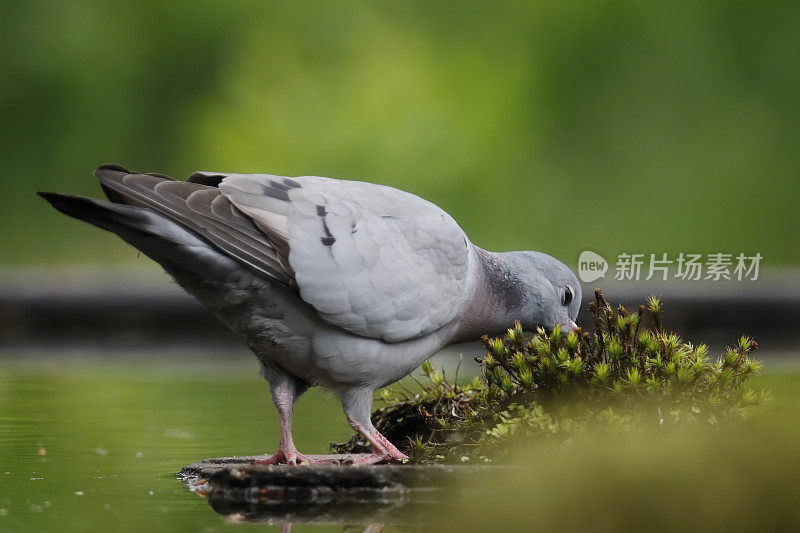 鸽子(科伦巴)