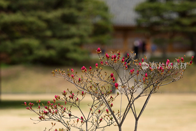 杜鹃花盛开