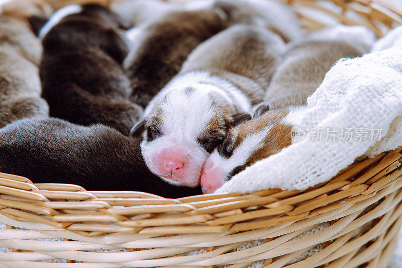 彭布罗克威尔士柯基的几只可爱的两个月大的小狗躺在柳条篮子里放松地睡觉。