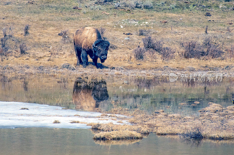 在黄石生态系统中，水牛(或野牛)向前移动喝水