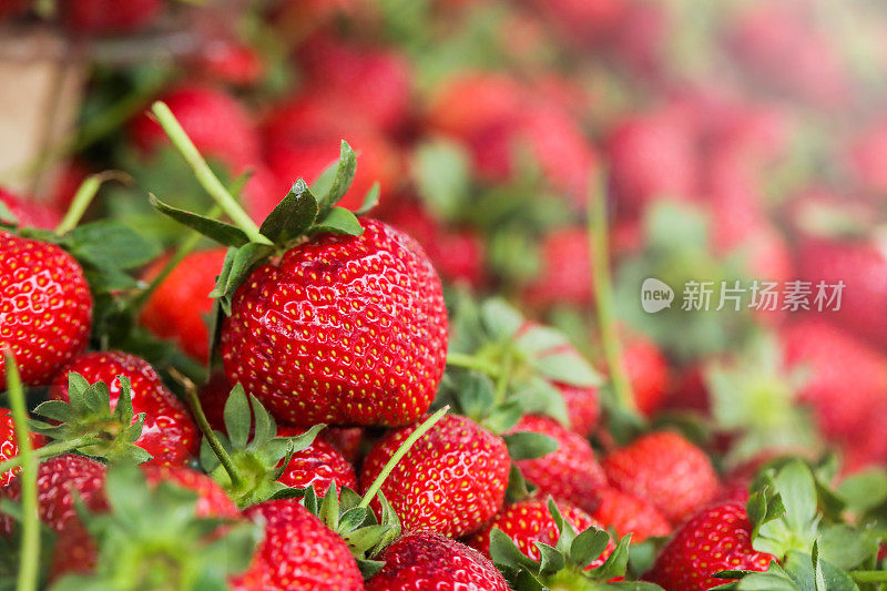 草莓，新鲜的夏季水果