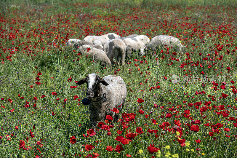 罂粟地里的羊