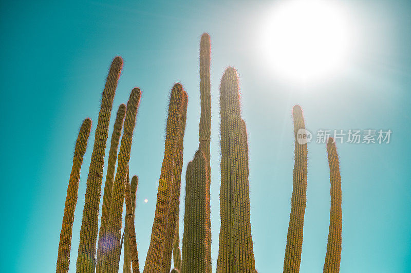 美国亚利桑那州的背光风琴管仙人掌和蓝天