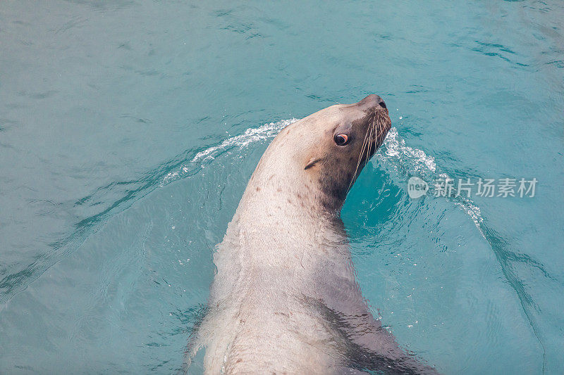 海狮在水里