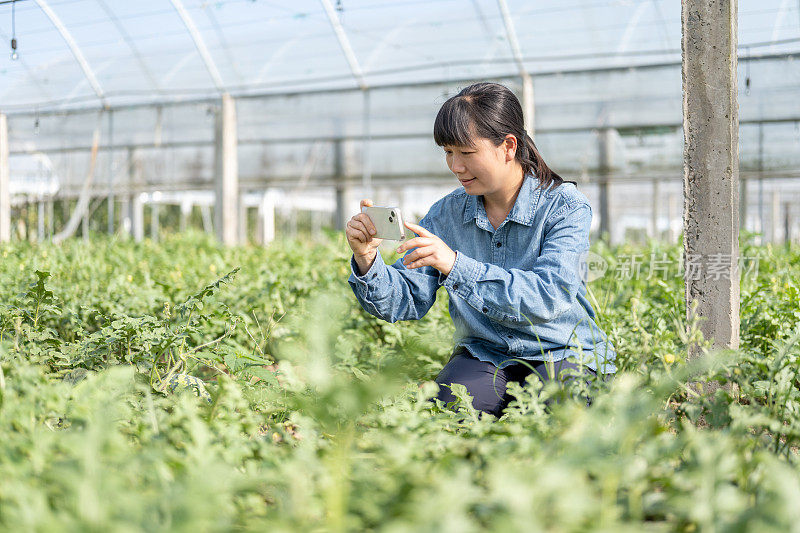 一位女农民在西瓜种植温室里用手机工作