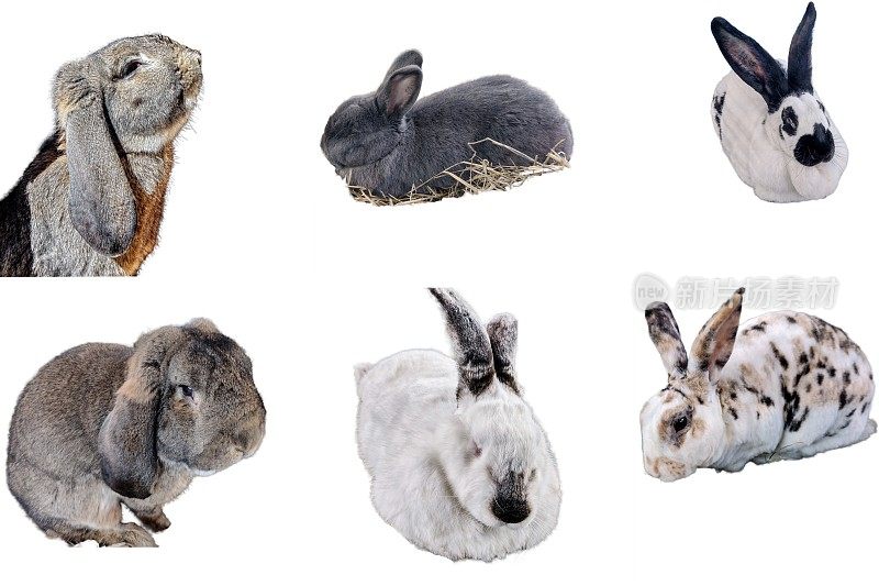 不同兔子的拼贴画被隔离在白色上
