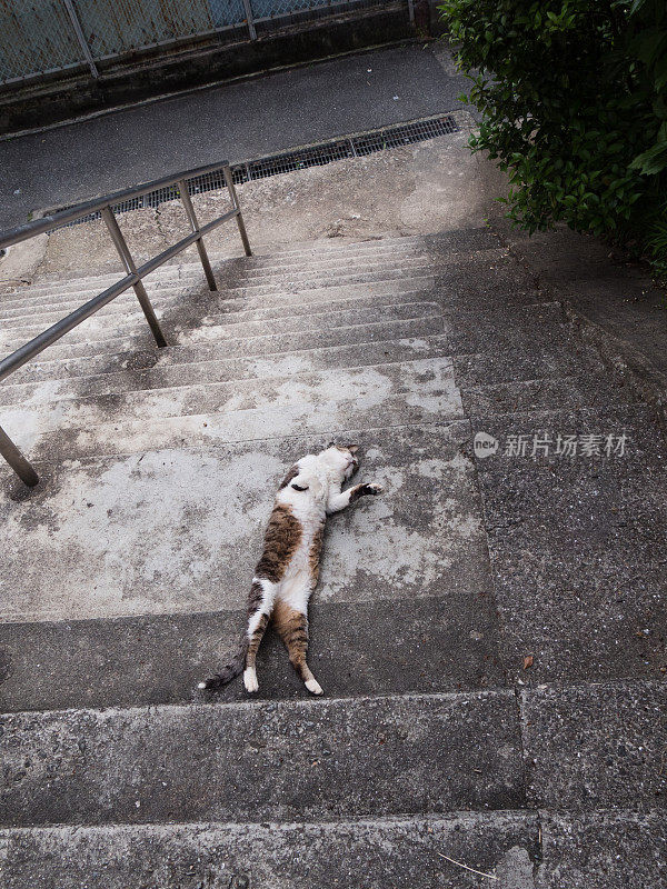 一只猫躺在楼梯上