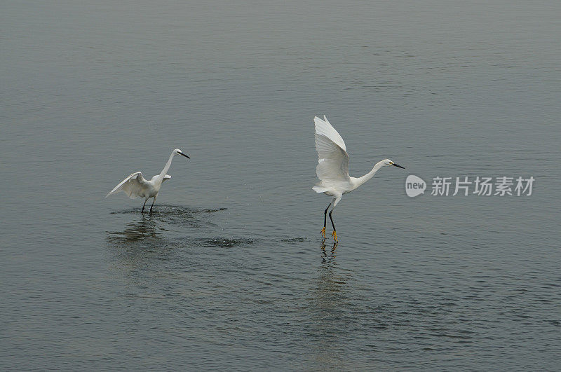 鸟类在山东省的一个湿地公园里进食