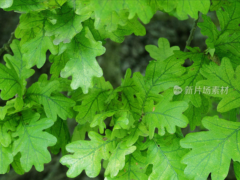 盛夏时节英格兰中部一棵橡树的叶子