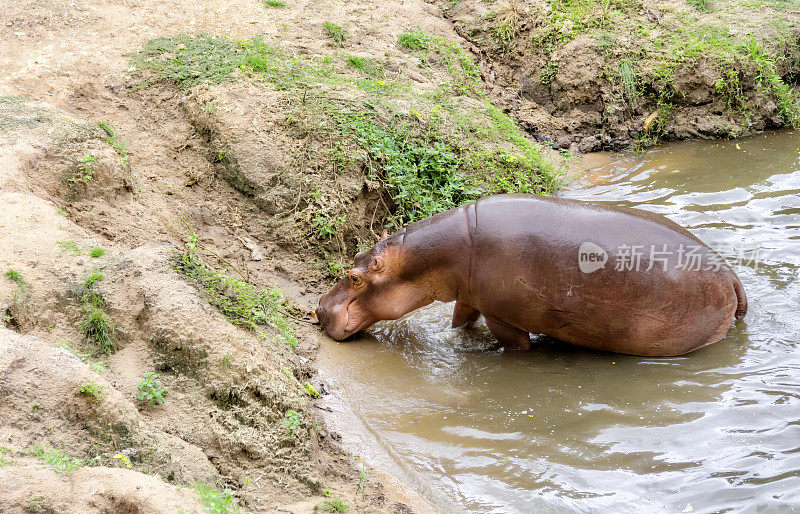 一张河马的照片，在一条泥泞的河中，有草和泥土，有一头河马在水里，它的头在水里。