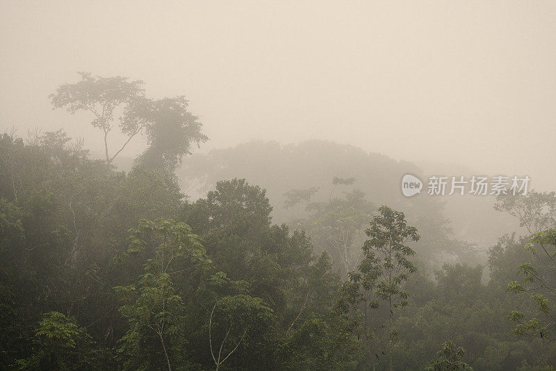 厄瓜多尔亚马逊河上游雨林中的树木