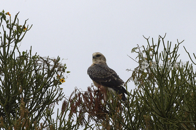 艾尔斯的Hawk-Eagle