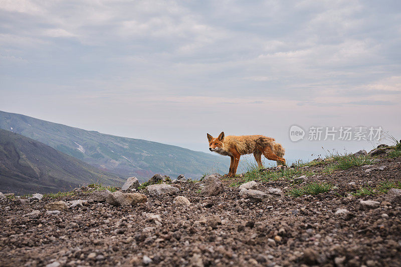 野生狐狸上火山挤压骆驼