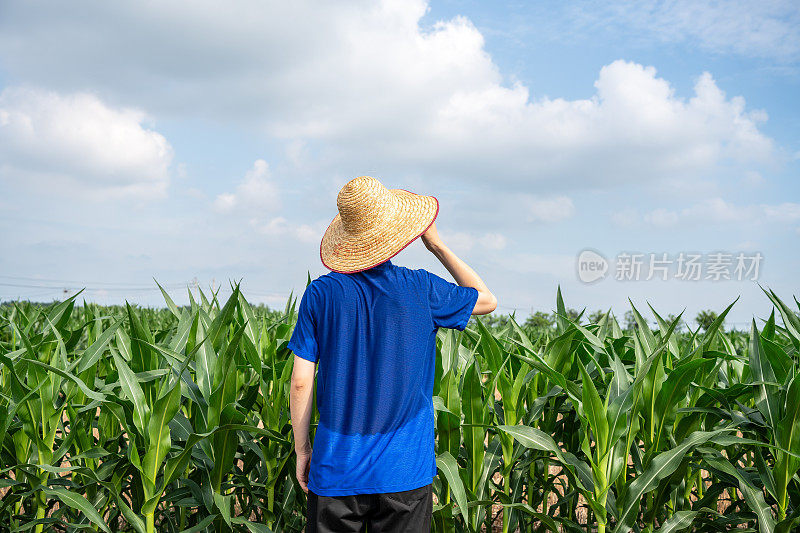 农夫戴着草帽，面朝玉米地站着