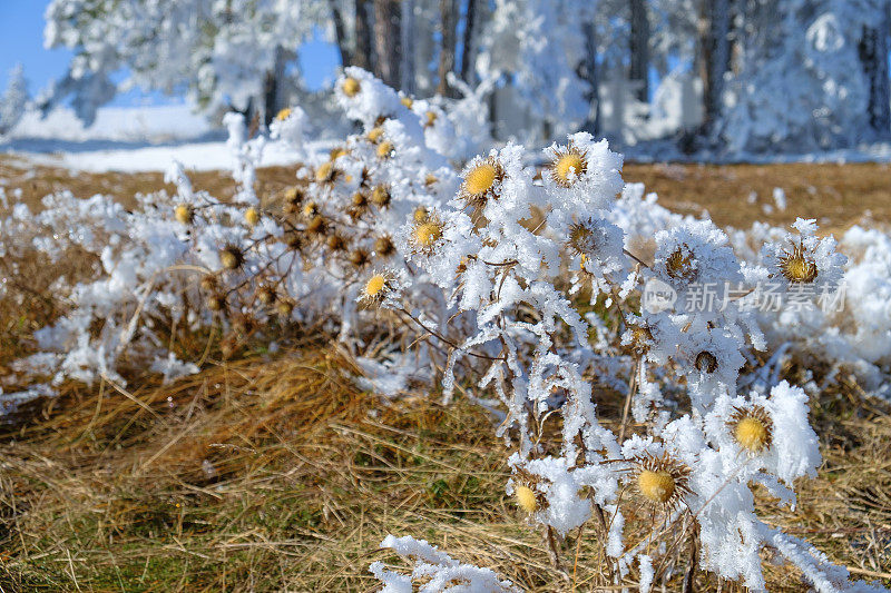 一丛结了霜的干蓟在树林里的干草地上伸展着