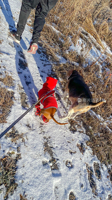 在白雪皑皑的阿拉斯加唤醒狗