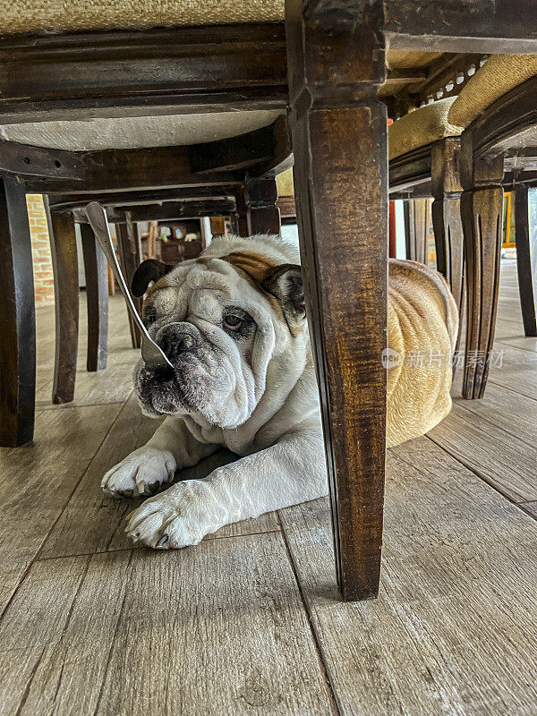 英国斗牛犬叼着偷来的叉子躲在餐桌底下