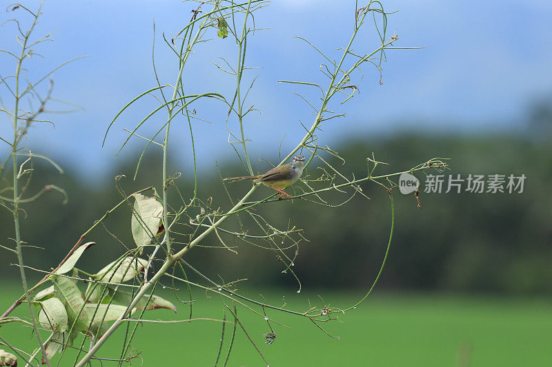 鸟儿栖息在树枝上