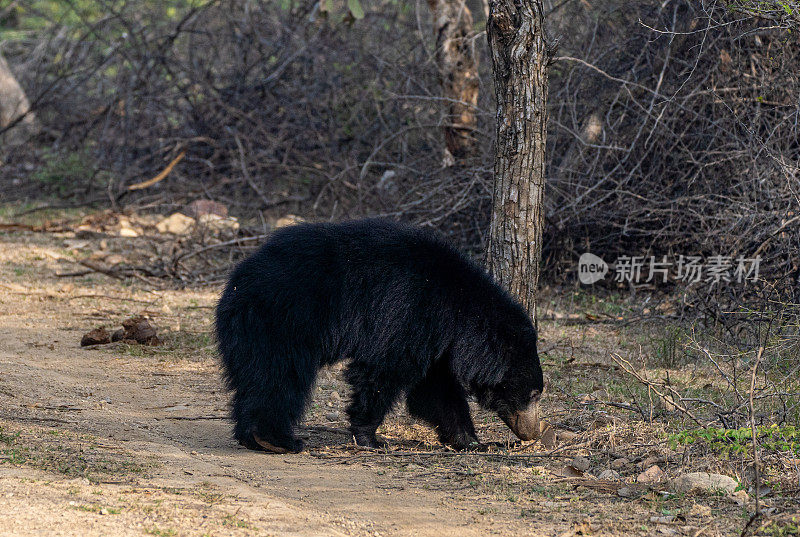 野生树懒熊漫游在印度拉贾斯坦邦的Ranthambore国家公园