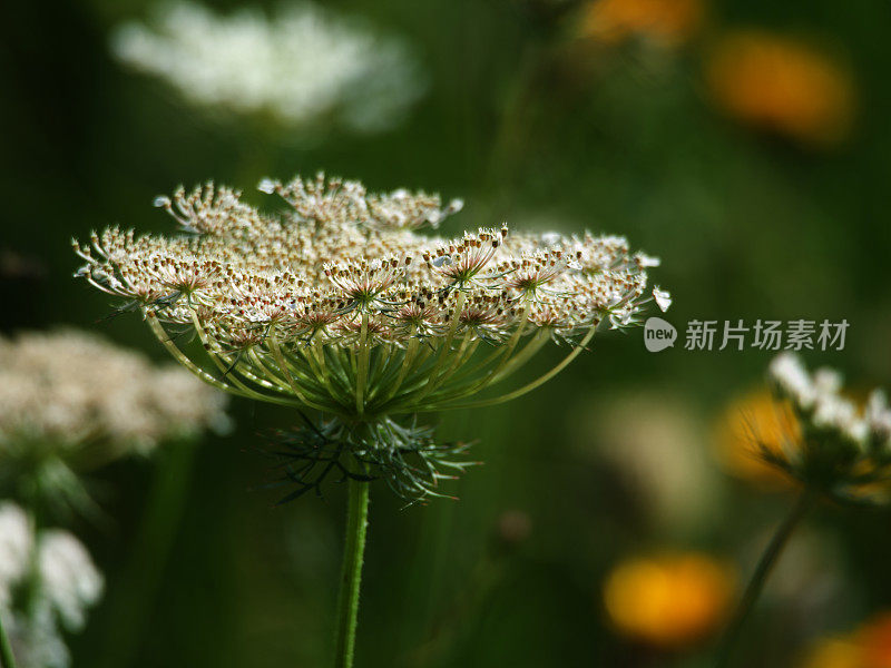 新英格兰夏日野花