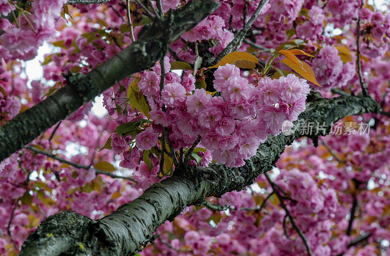 枝头的樱花散发着令人惊叹的春天气息