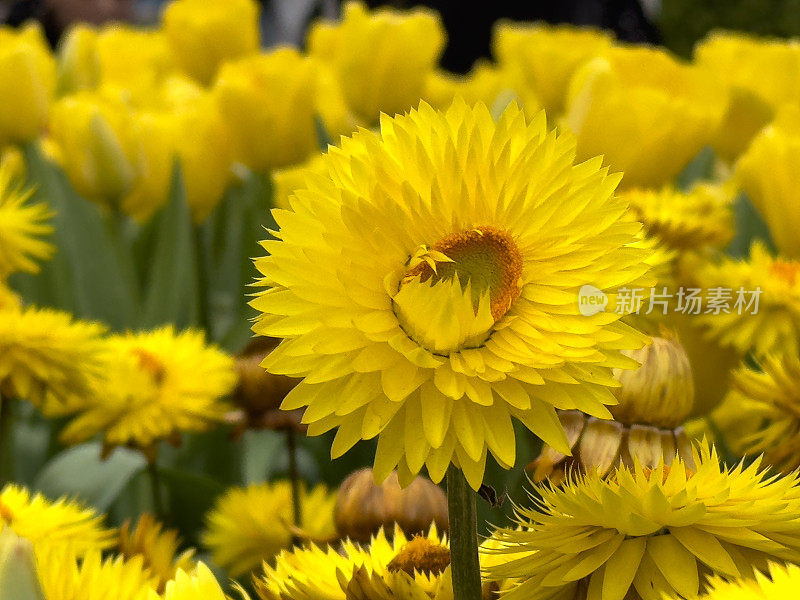 黄色麦秆菊花特写