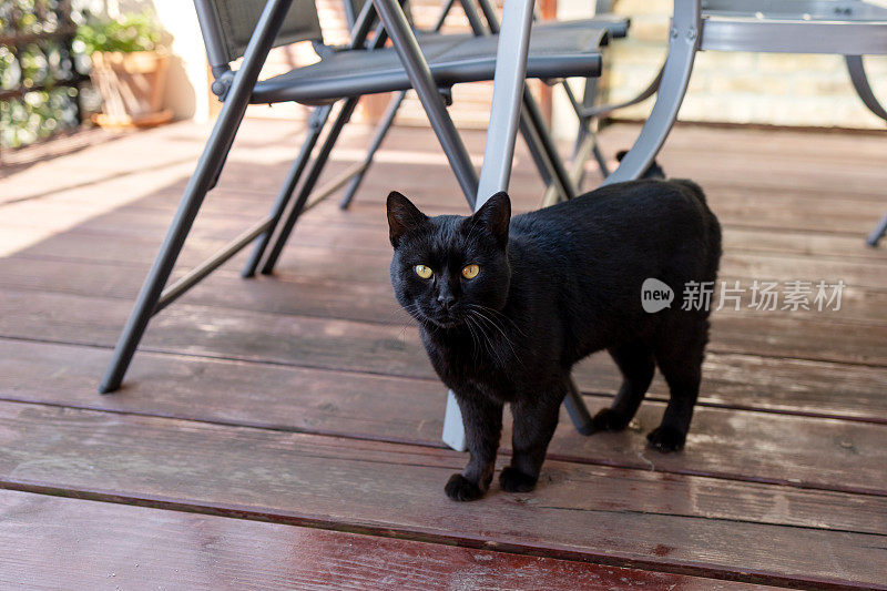 一只黄眼睛的黑猫站在一家露天咖啡馆的露台上