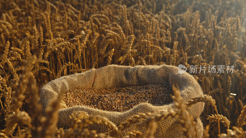 日落时分，田地里黄麻麻袋里的小麦