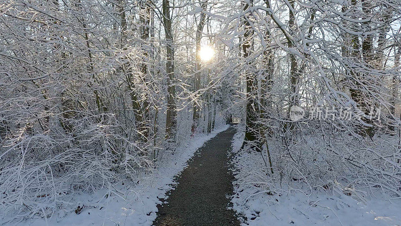 慢动作镜头冬天在森林里的场景，融化的雪从树上掉下来，在金色的太阳前面