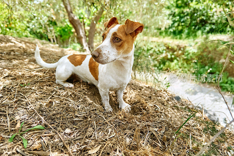有趣顽皮的杰克罗素梗狗用鼻子在地上挖了一个洞后在花园里玩耍。