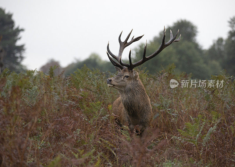 雄伟的牡鹿