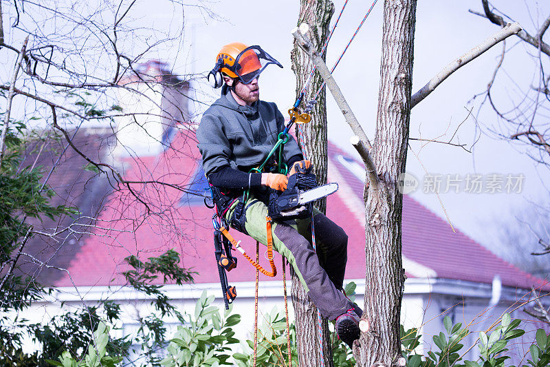 在自家花园里，一名全副安全装备的自雇树木外科医生正在一棵树上工作，树上系着安全绳索，用链锯将树枝锯倒。