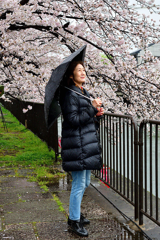 一名日本妇女在京都的雨天里欣赏樱花