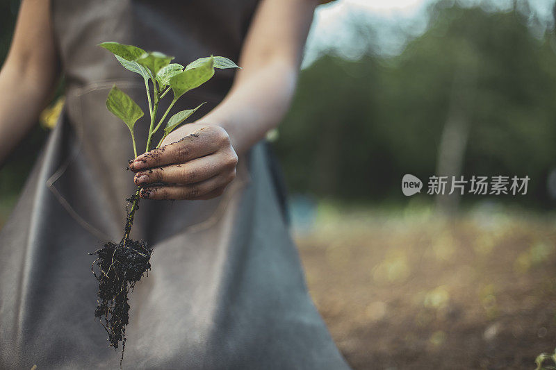 幼苗搬到“更大的房子”