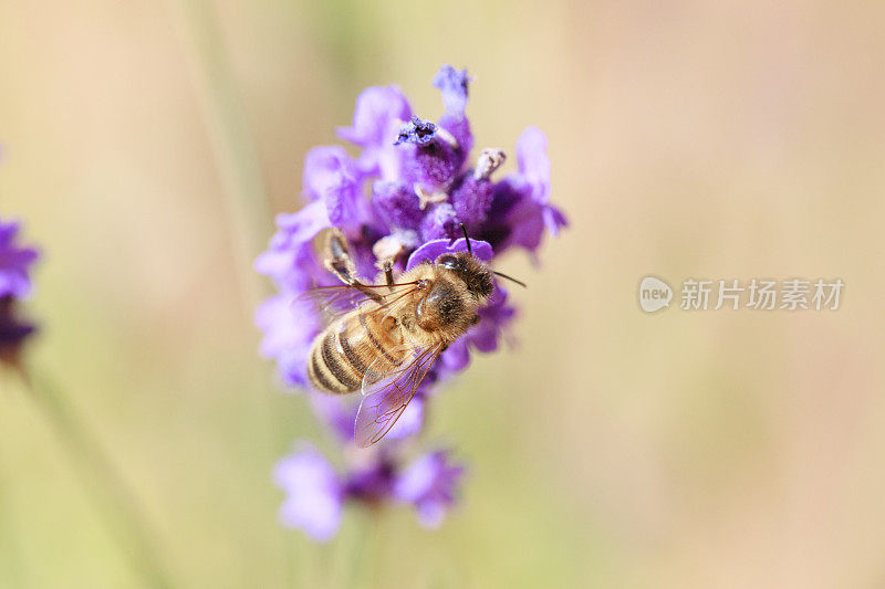 一只蜜蜂在薰衣草花上的特写