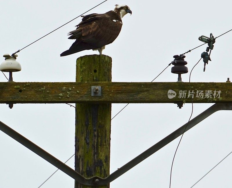 俄勒冈州的鱼鹰