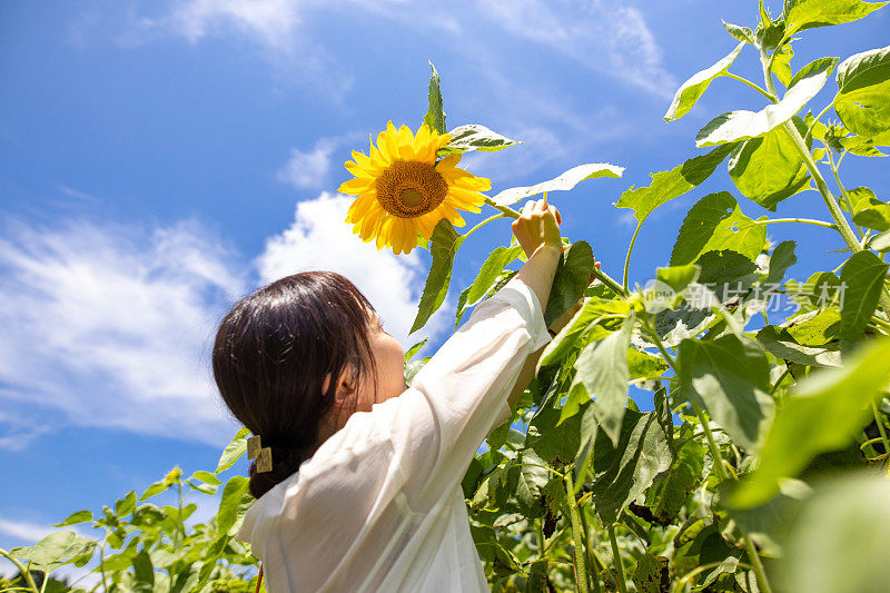 年轻女子手捧向日葵