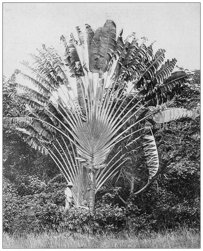 古董黑白照片:大棕榈，安的列斯