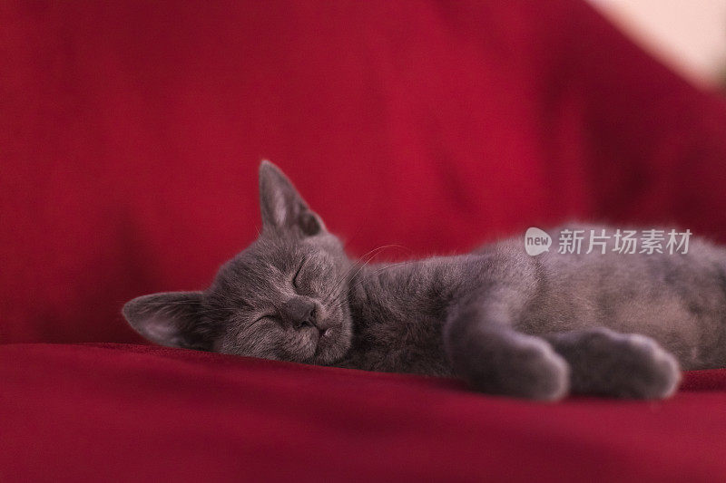 俄罗斯蓝色小猫睡觉