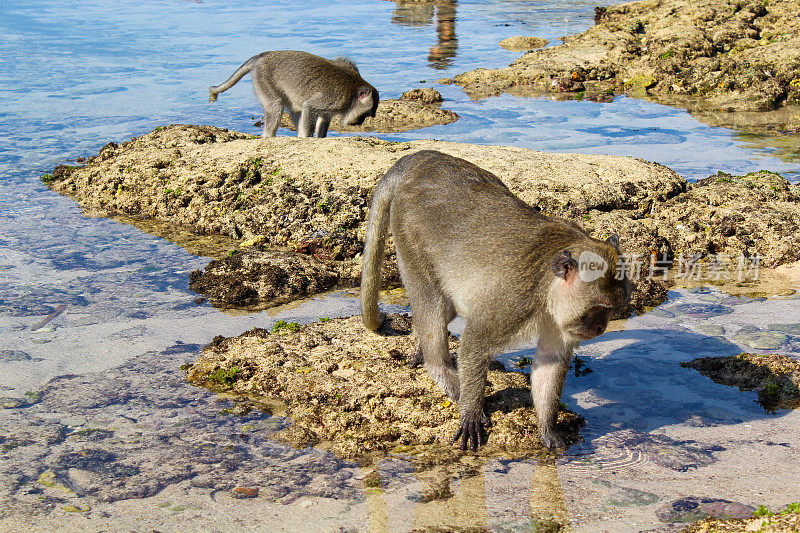 印尼巴厘岛巴厘沙漠海滩上的猴子