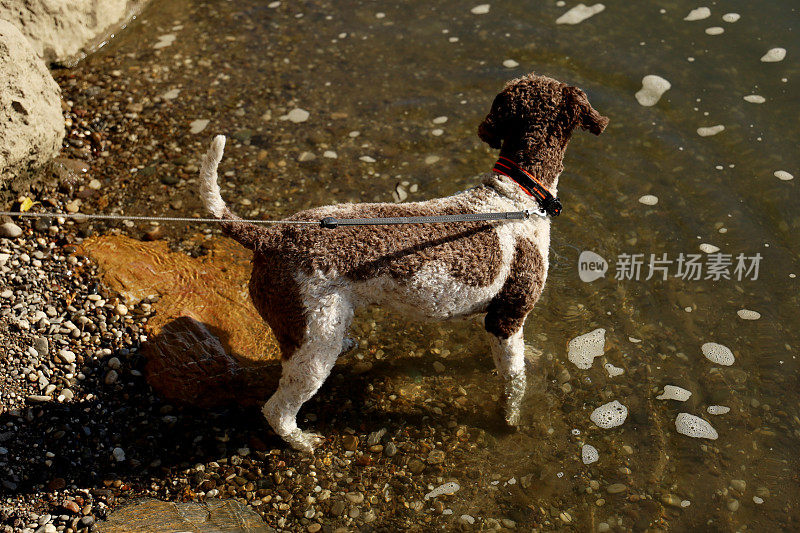 雌狗在水里游泳