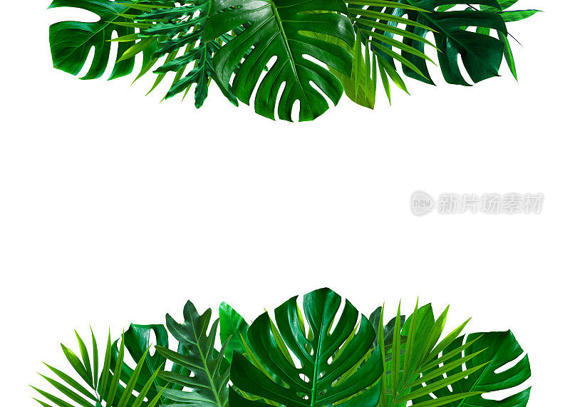 绿叶自然框架布局的热带植物叶灌木在白色的背景