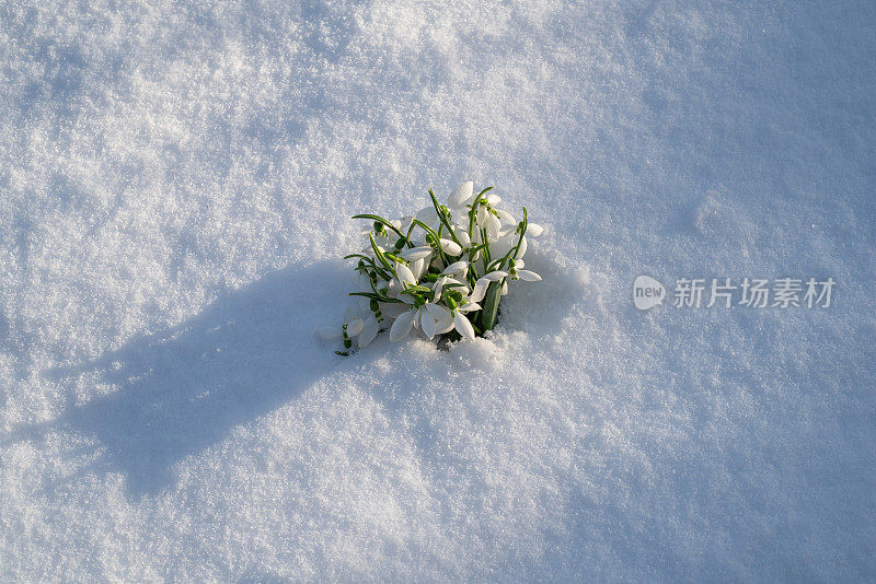 雪花莲从后院的雪中绽放出春天的第一束鲜花