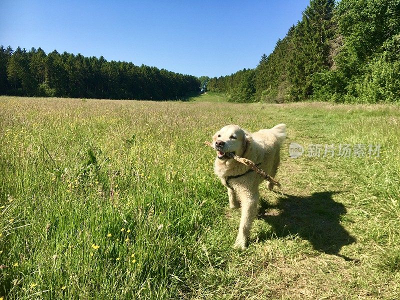 遛狗，金毛猎犬