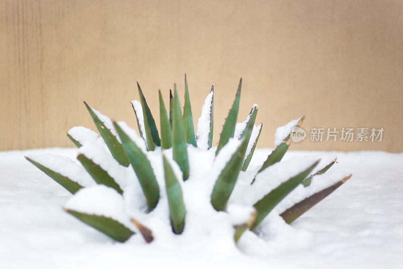 雪中的蓝色龙舌兰(美国芦荟)植物