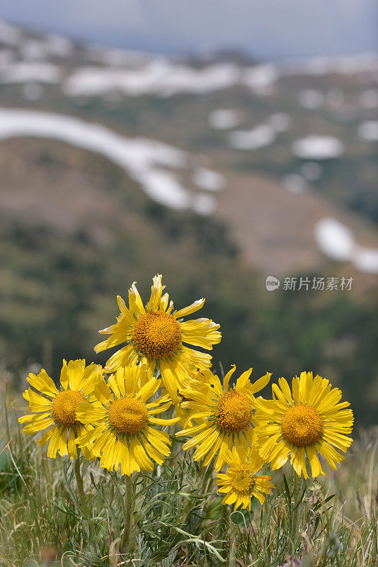 科罗拉多州高山苔原上的野花