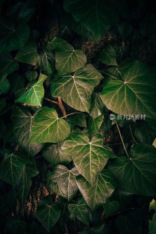 植物和花:一种植物树干上的常青藤-海德拉螺旋