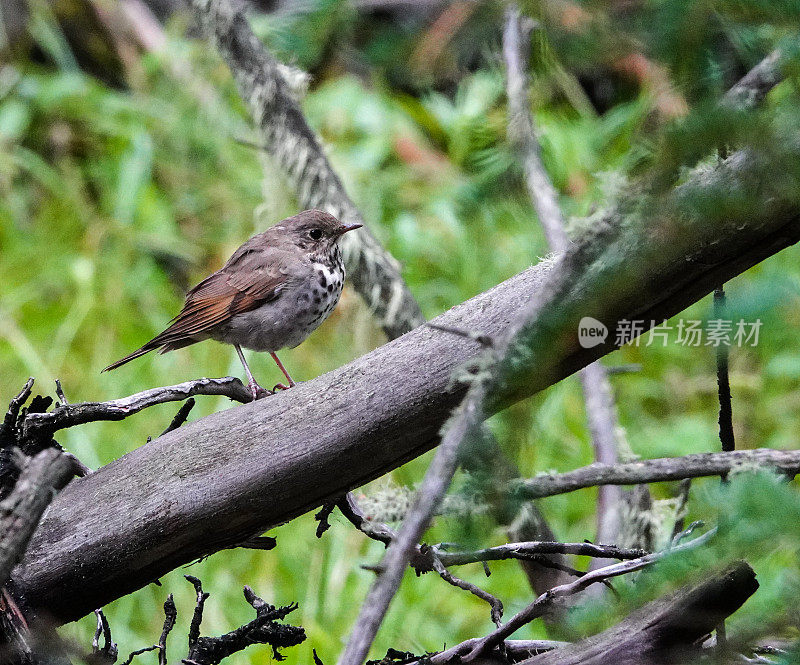 少年黑眼睛的junco