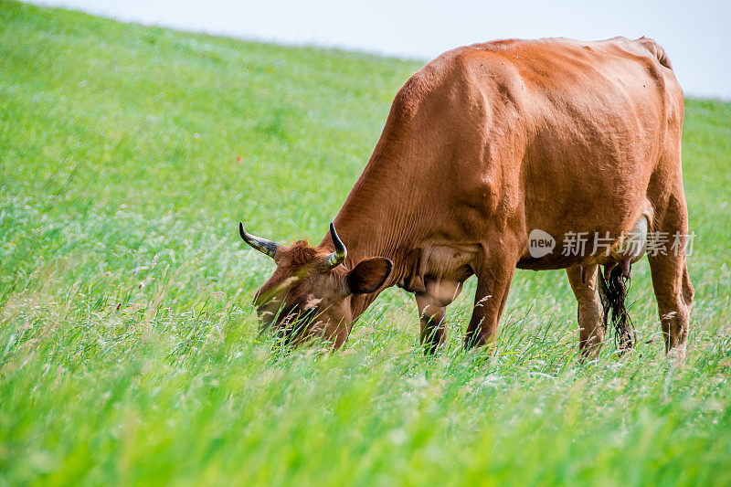 牛在吃新鲜的草。牛的肖像。一头奶牛在绿色的草地上散步和吃草，在农村农场的田野上放牧奶牛。一头牛在绿色的草地上吃草。农业。纯粹的自然。